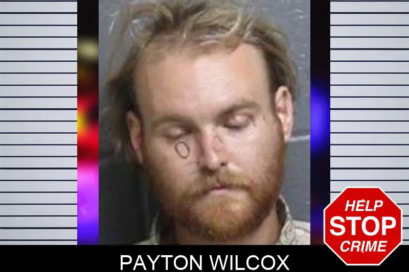 Payton Wilcox mugshot