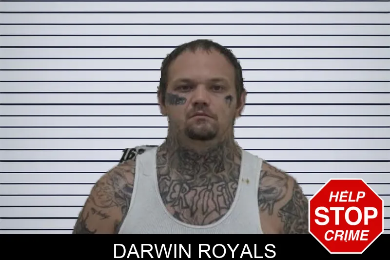 Darwin Royals mugshot